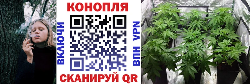 где продают наркотики  Благодарный  Каннабис планчик 